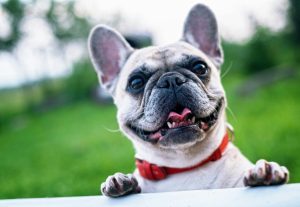 dog outside playing protected by dog proof fence