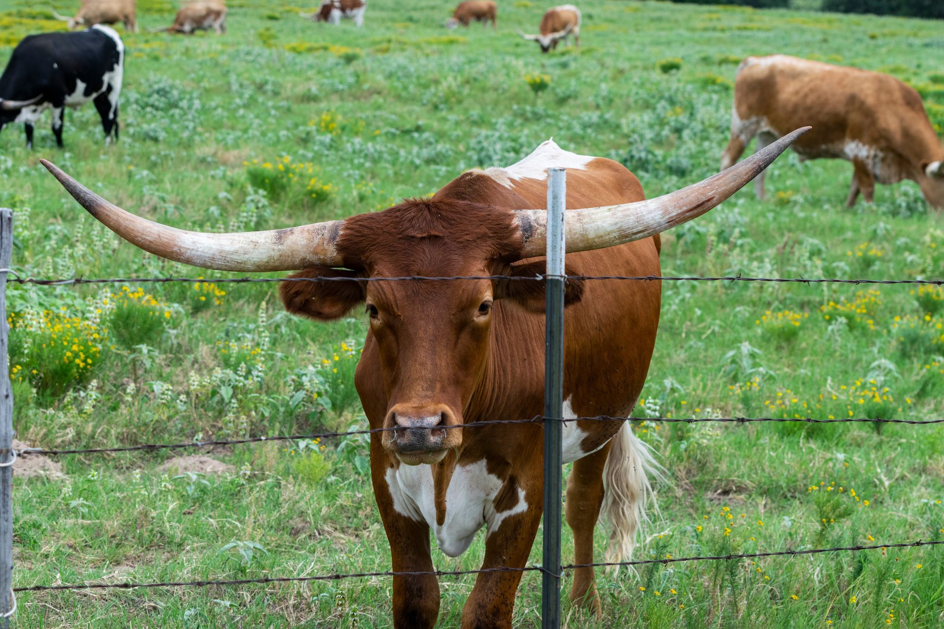 Bull Wire Bull Wire & Field Wire - Freedom Fence & Gates