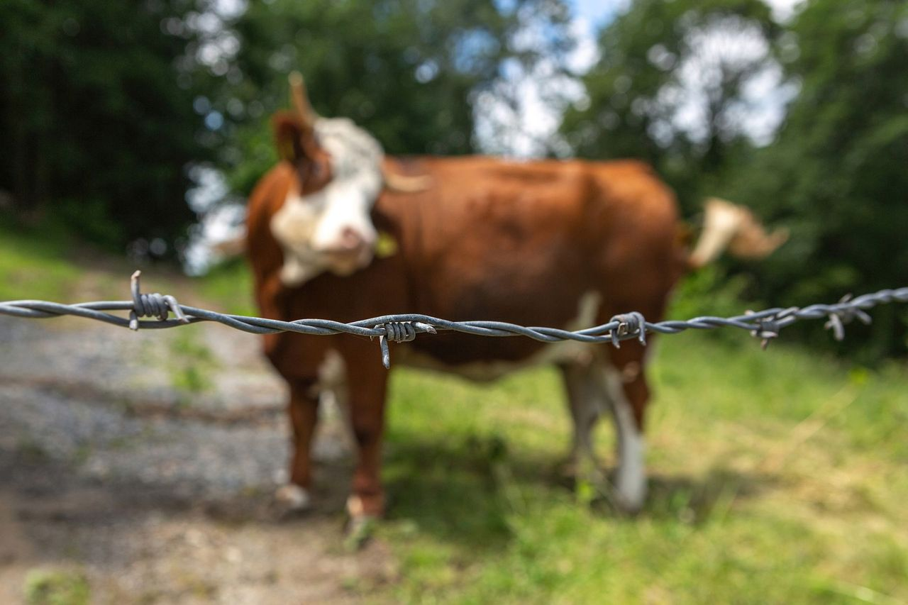 Bull Wire Bull Wire & Field Wire - Freedom Fence & Gates