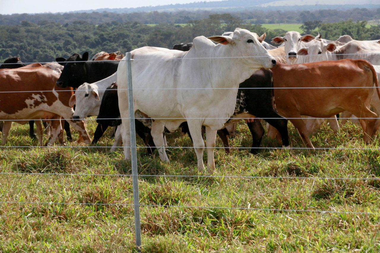 Bull Wire Bull Wire & Field Wire - Freedom Fence & Gates