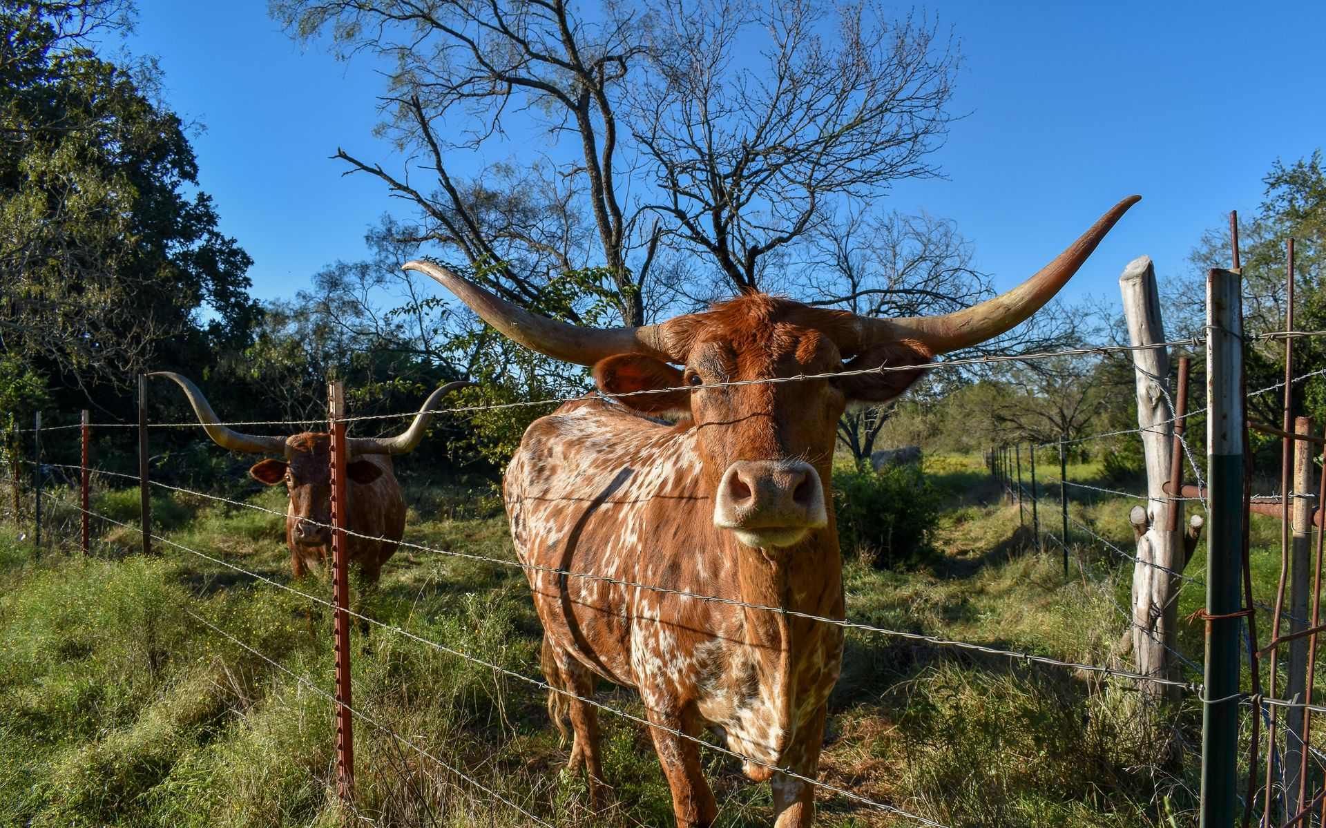 Bull Wire Bull Wire & Field Wire - Freedom Fence & Gates